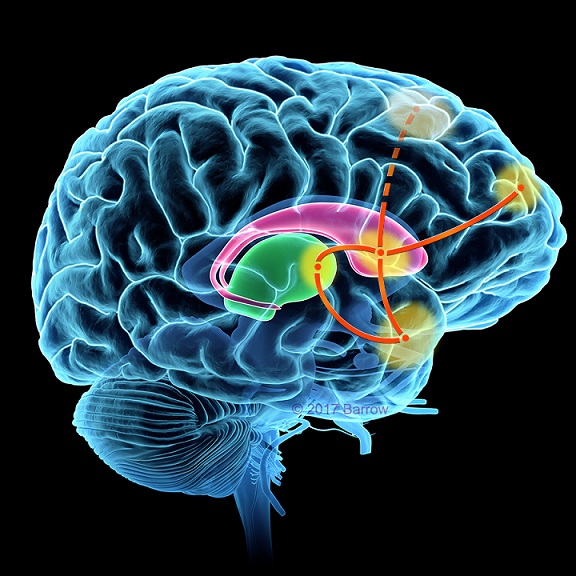 lateral brain view